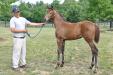 Malibu Moon filly 2012