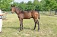 Medaglia D'Oro colt 2012