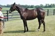 Leaning Tower 2011 (Tiznow filly)