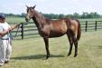 Dynaformer filly 2012