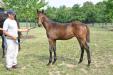 Malibu Moon filly 2012