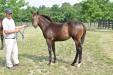 Afleet Alex filly 2012